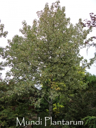 Liquidambar styraciflua 'Silver King' Mundi Plantarum
